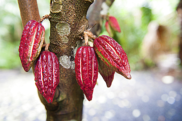 Pods on cacao tree.Jardin des Parfums et Epices,Mare-Longue.Reunion island,overseas departement of France,Indian Ocean