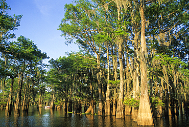 Taxodium distichum (baldcypress) in swamp of Atchafalaya Basin near Henderson, Louisiana, United States of America, Americas