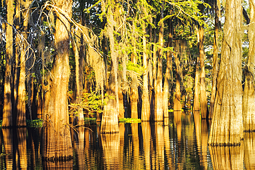 Taxodium distichum (baldcypress) in swamp of Atchafalaya Basin near Henderson, Louisiana, United States of America, Americas