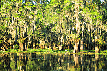 Taxodium distichum (baldcypress) in swamp of Atchafalaya Basin near Henderson, Louisiana, United States of America, Americas