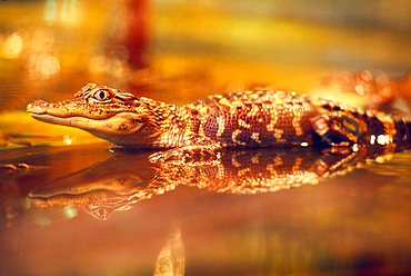 Juvenile alligator in a bayou of Louisiana, United States of America, Americas
