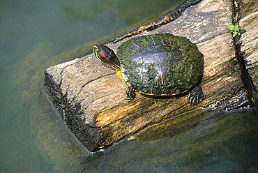Red-eared slider turtle, Louisiana,United States of America, Americas