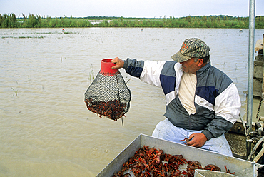 Crayfisherman, near Lafayette, Louisiana, United States of America, Americas