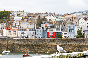 Seagull and St Peter Port harbour in the background, Guernsey Island, Bailiwick of Guernsey, United Kingdom