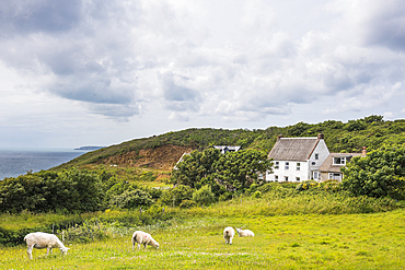 Sheep in a meadow and cottage above Port es Sais Bay, Sark island, Bailiwick of Guernsey, United Kingdom