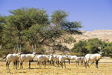 Herd of Arabian Oryx,Hai-Bar Yotvata Reserve,Arava Valley,Negev,Israel,Middle East,Western Asia