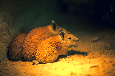Sand rat,Negev,Israel,Middle East,Western Asia