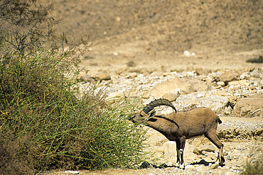 Nubian Ibex in the Wadi Nekarot,Negev,Israel,Middle East,Western Asia
