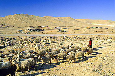 Bedouin and flock of sheep,Negev,Israel,Middle East,Western Asia