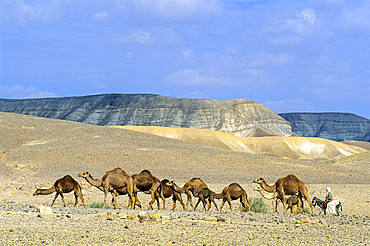 Herd of camels and bedouin riding donkey,Negev,Israel,Middle East,Western Asia