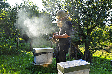 Beekeeper,La Miellerie,Beurrieres,Livradois-Forez Regional Nature Park,Puy-de Dome department,Auvergne region,France,Europe