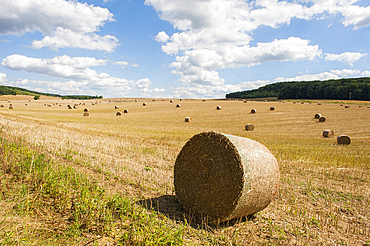 Straw rolls in an harvested field, Allier department, Auvergne-Rhone-Alpes regionFrance, Europe
