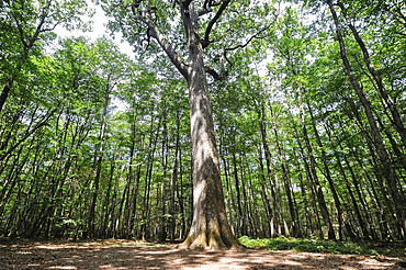 Remarkable oak tree (from 1640, named Charles-Louis Philippe) in the Forest of Troncais (Forêt de Tronçais), Allier department, Auvergne-Rhone-Alpes region, France, Europe