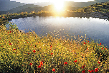 Poppies by Mountain lake at sunset, Drome department, region of Rhone-Alpes,southeastern France, Europe