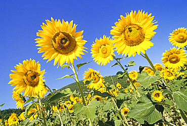 Sunflower field, southeastern France, Europe