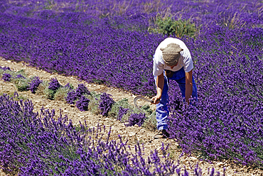 Lavender harvesting near Ferrassieres, Drome department, region of Rhone-Alpes,southeastern France, Europe
