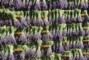 Lavandula angustifolia manual harvesting for bunch, Drome department,region of Rhone-Alpes,France,Europe