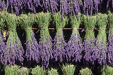 Lavandula angustifolia freshly picked bouquets hanging to dry, Drome department,region of Rhone-Alpes,France,Europe