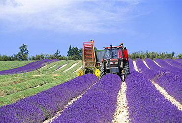 Lavender mechanical harvesting, Drome department,region of Rhone-Alpes,France,Europe