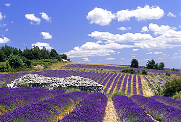 Dry stone hut called borie in a lavender field ,Ferrassieres,Drome department,region of Rhone-Alpes,France,Europe