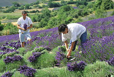 Lavandula angustifolia manual harvesting for bouquet at Mevouillon, Drome department,region of Rhone-Alpes,France,Europe