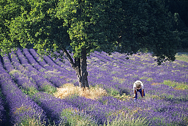 Lavender field, Drome department, region of Rhone-Alpes,southeastern France, Europe