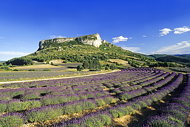 Lavender fields around Mevouillon,Drome department,region of Rhone-Alpes,France,Europe