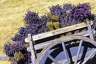 Handcart full of lavender bunch,Drome department,region of Rhone-Alpes,France,Europe