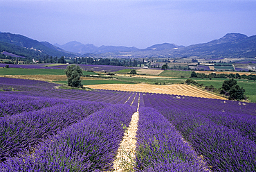 Lavender fields in the St-Jalle's valley,Drome department,region of Rhone-Alpes,France,Europe