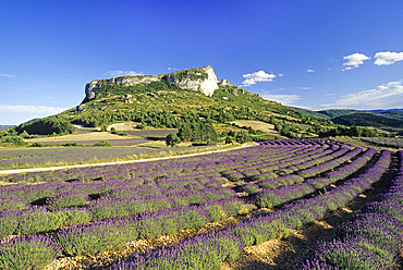 Lavender fields at the foot of the Rock of Mevouillon, Baronnies Natural Park, Drome department, Rhone-Alpes region, southeastern France, Europe