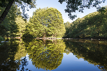 Alder trees on the Sioule River banks, Puy-de-Dome department, Auvergne-Rhone-Alpes region, France, Europe