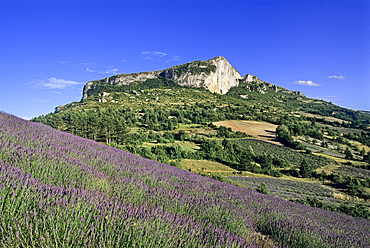 Lavender fields at the foot of the Rock of Mevouillon, Baronnies Natural Park, Drome department, Rhone-Alpes region, southeastern France, Europe