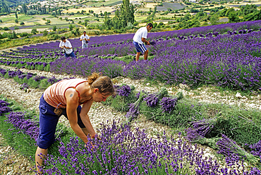 Manual harvesting of lavender around Mevouillon, Baronnies Natural Park, Drome department, Rhone-Alpes region, southeastern France, Europe