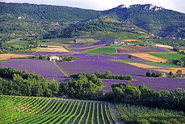 Lavender fields in the valley of Sainte-Jalle, Drome department, Rhone-Alpes region, southeastern France, Europe