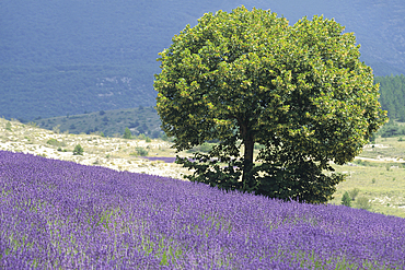 Tilia tree in a lavender field,Drome department,region of Rhone-Alpes,France,Europe