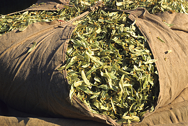 Sack full of Tilia flowers and bracts,Tilia fair at La Charce,Drome department,region of Rhone-Alpes,France,Europe