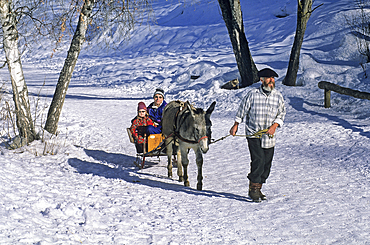 Donkey-drawn sleigh ride, commune of Valloire-Galibier, Savoie department, Rhone-Alpes region, France, Europe