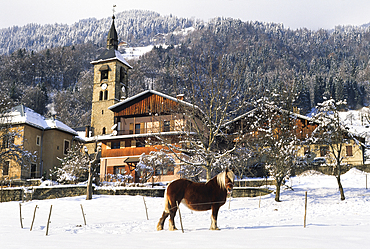 Pony in meadow in front of the village of Villard-sur-Doron, Savoie department, Rhone-Alpes region, France, Europe