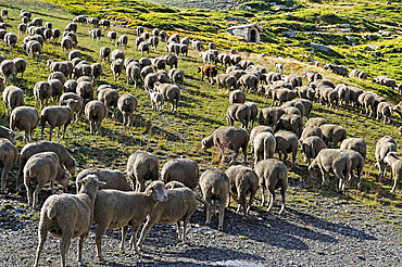 Flock of sheep in the high mountain pasture above La Rosiere, ski resort in the territory of the commune of Montvalezan,Tarentaise Valley, Savoie department, Rhone-Alpes region, France, Europe