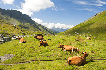 Tarentaise cows lying on high mountain pasture near Little St Bernard Pass, Savoie department, Rhone-Alpes region, France, Europe