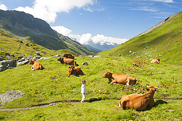 Young girl walking among Tarentaise cows lying on high mountain pasture near Little St Bernard Pass, Savoie department, Rhone-Alpes region, France, Europe