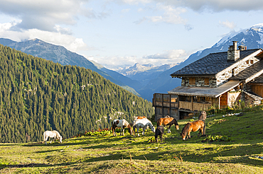 Horses in the meadow, La Rosiere, ski resort in the territory of the commune of Montvalezan,Savoie department, Rhone-Alpes region, France, Europe
