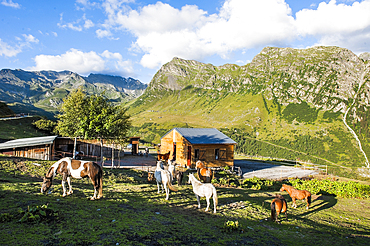 Horses in the meadow, La Rosiere, ski resort in the territory of the commune of Montvalezan,Savoie department, Rhone-Alpes region, France, Europe