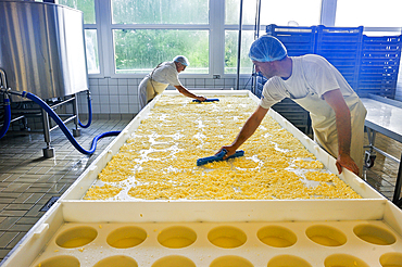 Curd molding, Tome des Bauges cheese,Cheesemaking factory of Semnoz at Gruffy,Haute-Savoie department, Rhone-Alpes region, France, Europe