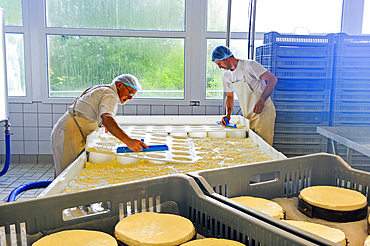 Curd molding, Tome des Bauges cheese,Cheesemaking factory of Semnoz at Gruffy,Haute-Savoie department, Rhone-Alpes region, France, Europe