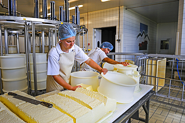 Curd cutting and molding,Cheesemaking factory of Semnoz at Gruffy,Haute-Savoie department, Rhone-Alpes region, France, Europe