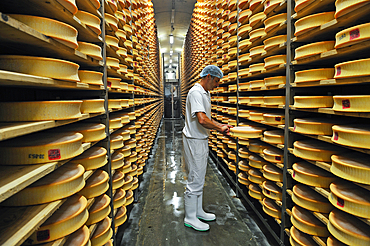 Checking of Abondance cheese in the ripening stage,Cheesemaking factory of Semnoz at Gruffy,Haute-Savoie department, Rhone-Alpes region, France, Europe