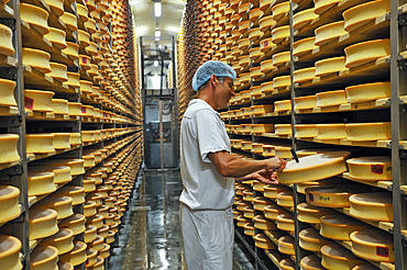 Checking of Abondance cheese in the ripening stage,Cheesemaking factory of Semnoz at Gruffy,Haute-Savoie department, Rhone-Alpes region, France, Europe