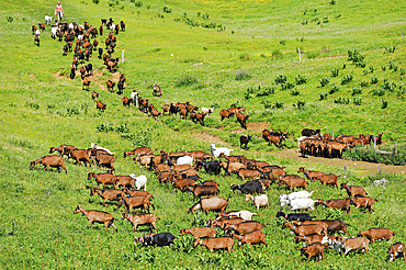 Herd of goats, farm of Brunet family,Semnoz Mountain in the Bauges range,Haute-Savoie department, Rhone-Alpes region, France, Europe