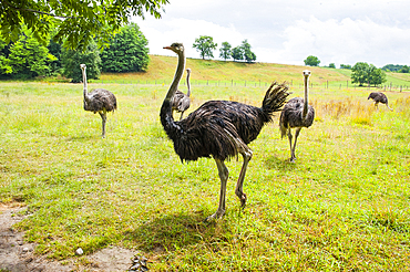 Ostrich farm, Autrucheland,Hauteville-sur-Fier, Haute-Savoie department, Rhone-Alpes region, France, Europe